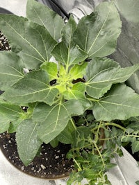 a plant is growing in a pot in a greenhouse