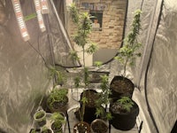 a room full of potted plants in a grow room