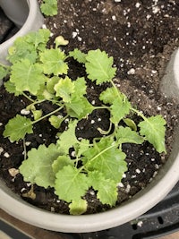 a small plant in a pot with dirt on it