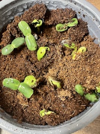 seedlings in a pot of dirt on a table