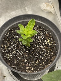 a small plant is growing in a pot