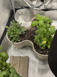 a pot of basil plants in a greenhouse