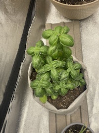 small pots of basil plants on a table in a greenhouse