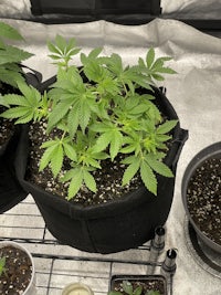 potted marijuana plants in a greenhouse