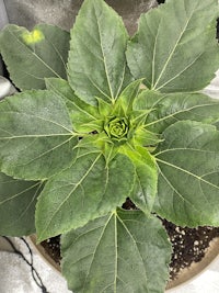 a plant with green leaves in a pot