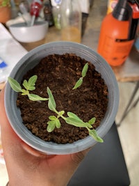 a person holding a pot of soil with a plant growing in it