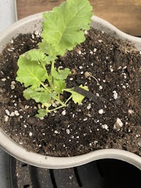 a pot with a plant growing in it