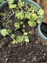 a small pot with a plant in it