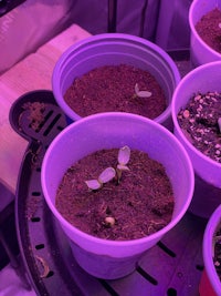 four small pots of seedlings in a purple light