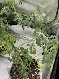 a tomato plant is growing in a greenhouse