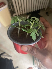 a person holding a small plant in a pot