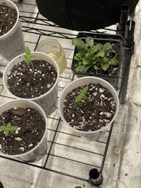 several pots of plants on a metal rack